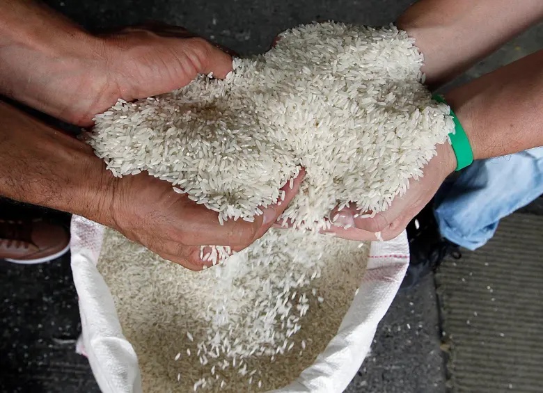 Arroz1 Abre Convocatoria 2025 para Acceder a Semilla Certificada de Arroz