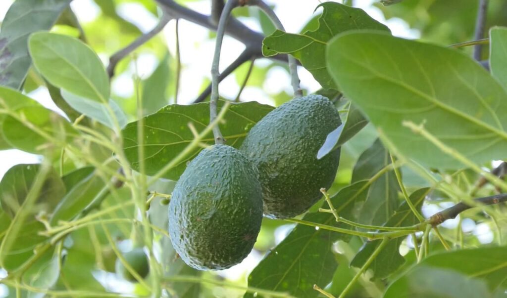 587093406_1245838114246027_6330595912738427961_n-1024x603 Aguacate Nayarita Obtiene Certificación para Exportación a EU