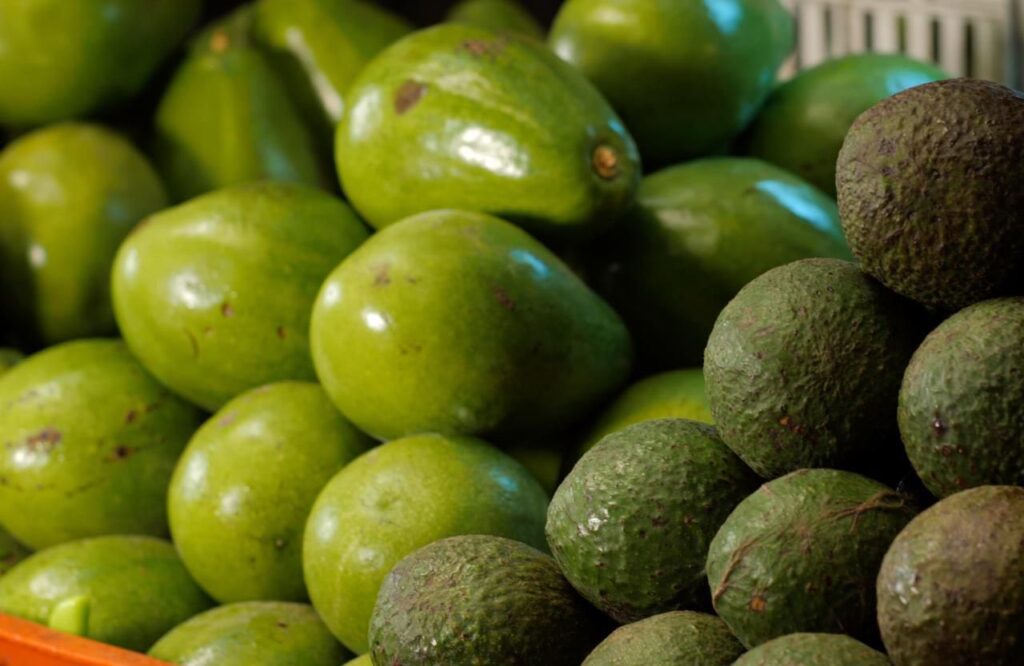 589957492_1245838150912690_4483240553635841559_n-1024x666 Aguacate Nayarita Obtiene Certificación para Exportación a EU