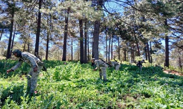 658857993_1337976711698833_2052432943108608968_n Los Tres Órdenes de Gobierno Reportan Resultados Positivos en Operativos de Seguridad en el Estado