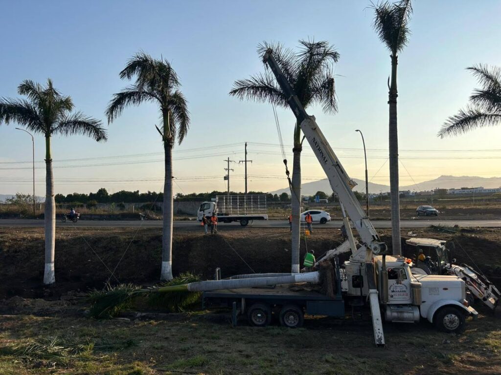 717339969_1402884695208034_6679401681007639528_n-1024x768 Trasplantan Palmeras de la avenida Jacarandas a Nuevos Espacios