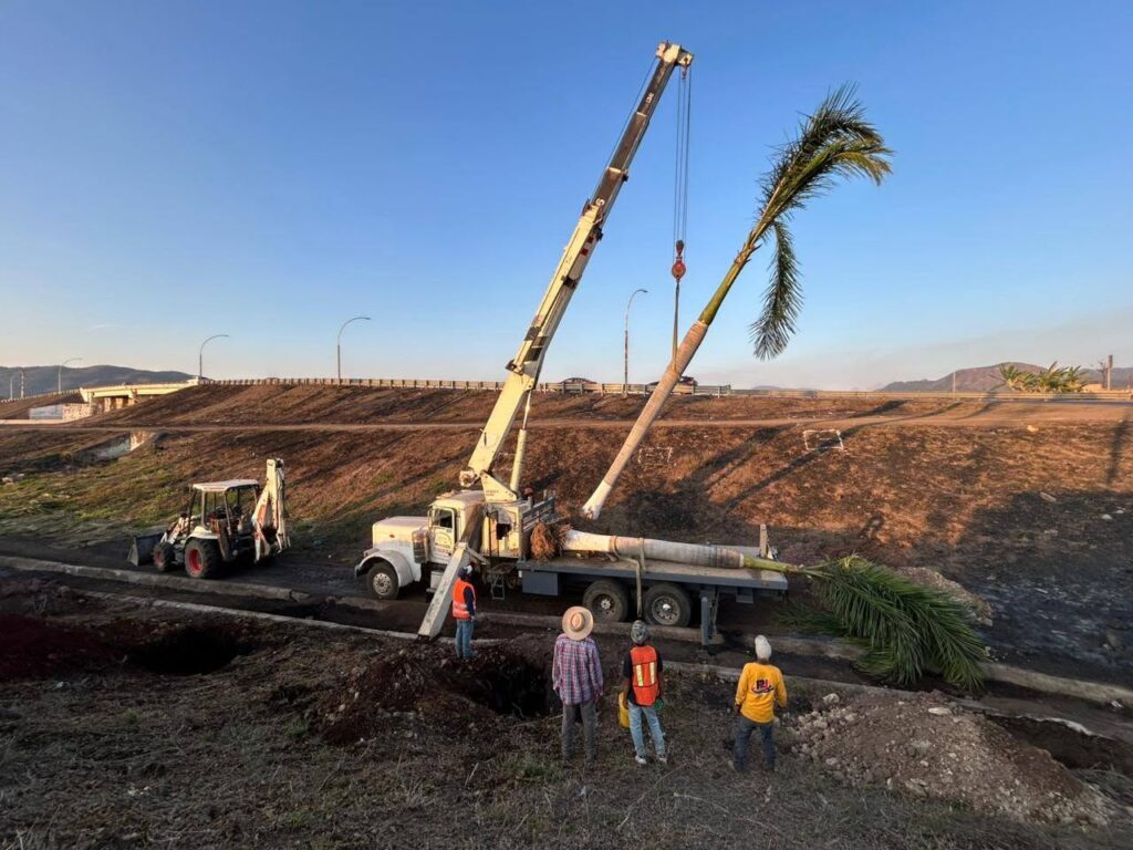 720624887_1402884728541364_1092565451133336028_n-1024x768 Trasplantan Palmeras de la avenida Jacarandas a Nuevos Espacios