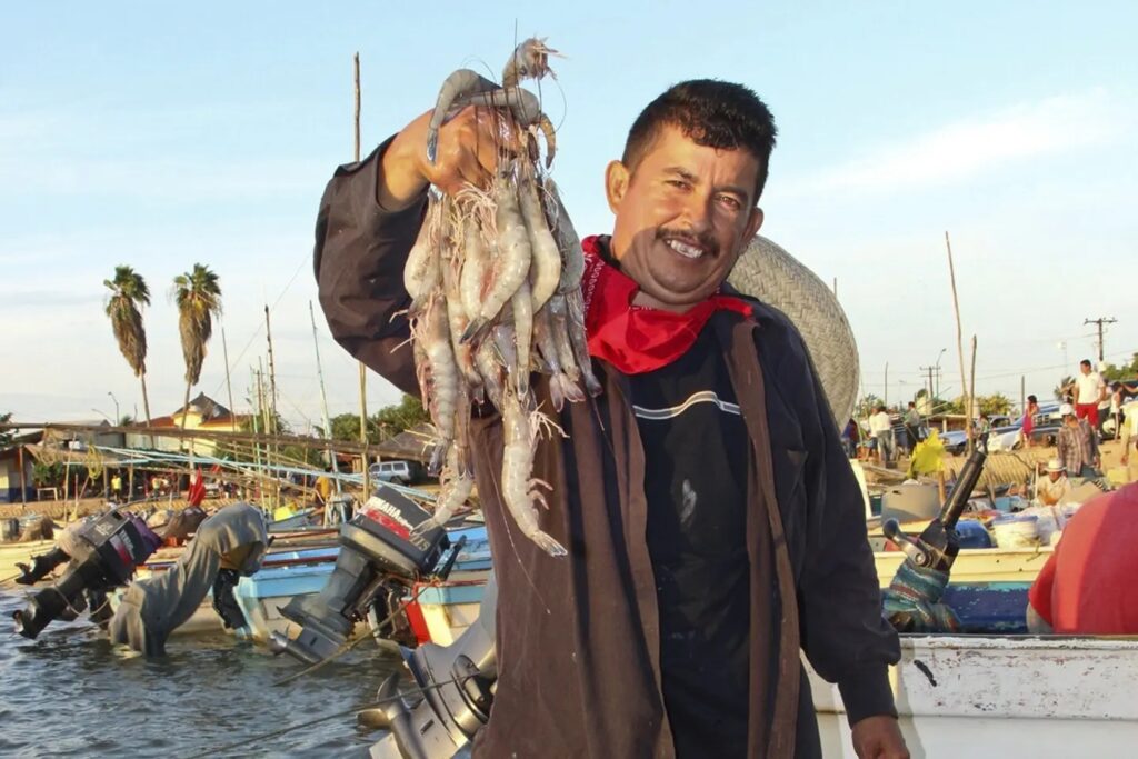 Camaron2-1024x683 Queda Habilitada la Pesca de Camarón tras Levantamiento de la Veda